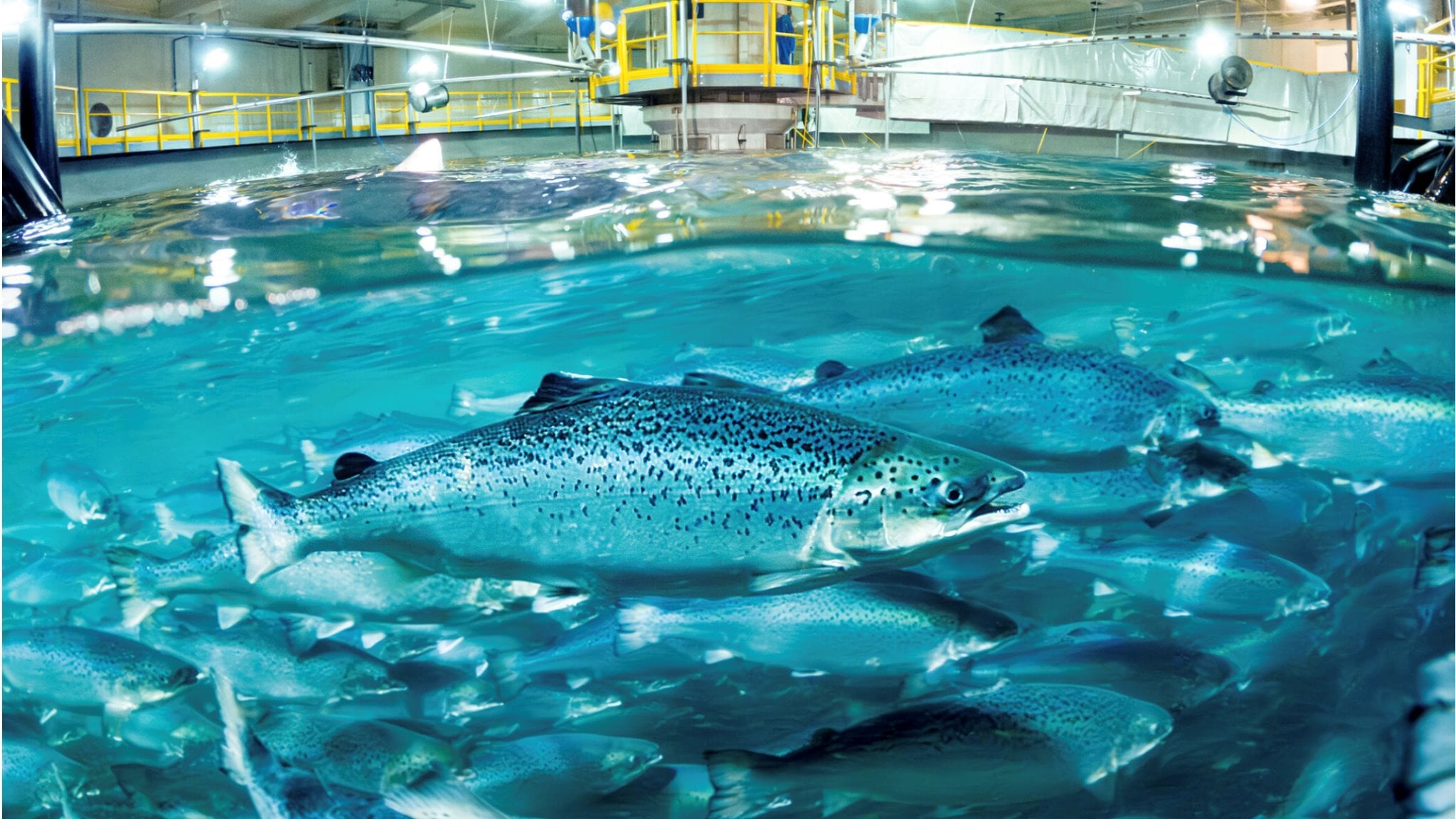 Can Nanobubbles Change How Geosmin Is Managed in RAS? | Moleaer
